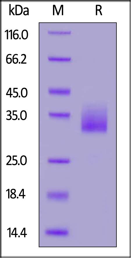 CD4-H5246-sds