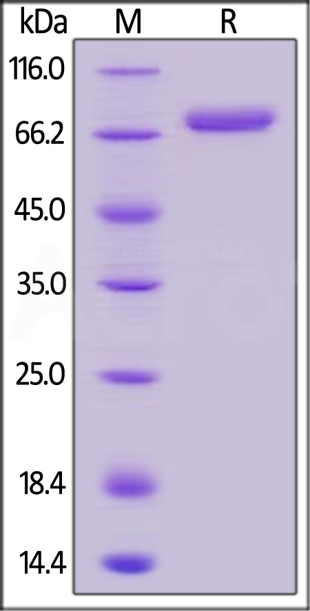 CD4-H5252-sds