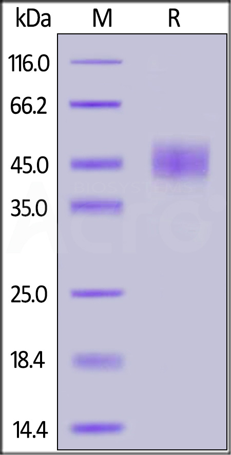 CD24 SDS-PAGE