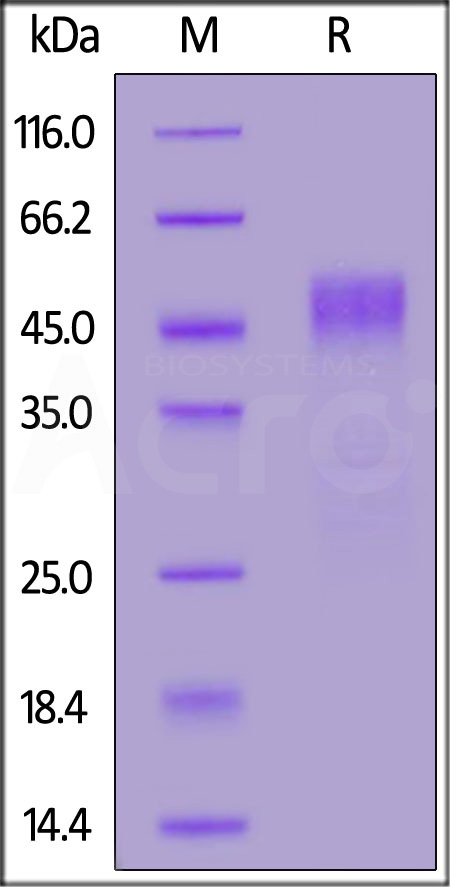 CD4-H52H5-sds