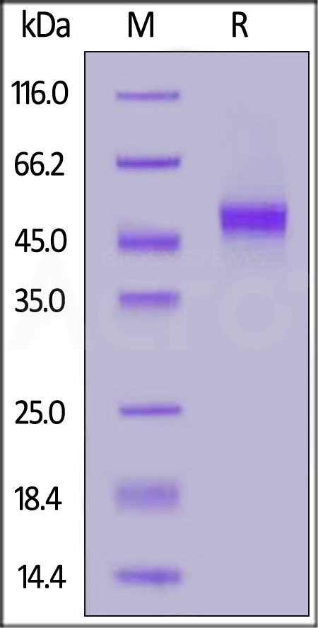 Biotinylated Human CD14, His,Avitag (Cat. No. CD4-H8228) SDS-PAGE gel