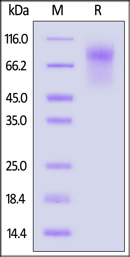 CD4-H82E3-sds