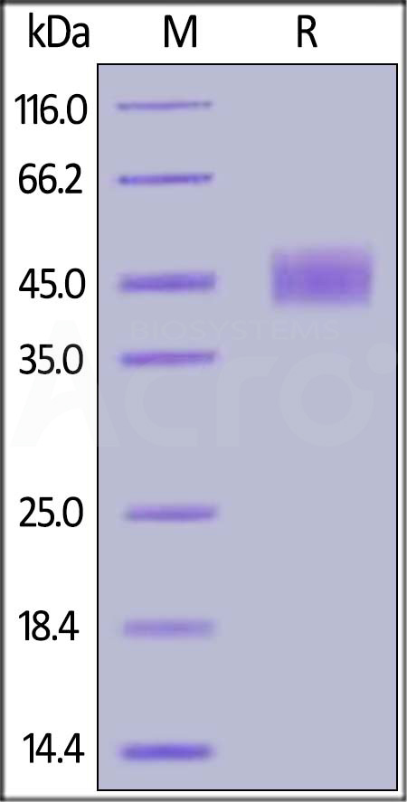 CD24 SDS-PAGE