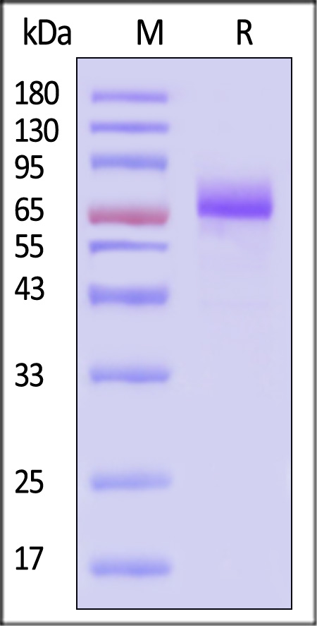 CD36 SDS-PAGE