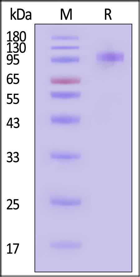 CD36 SDS-PAGE