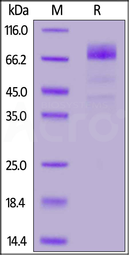 CD36 SDS-PAGE