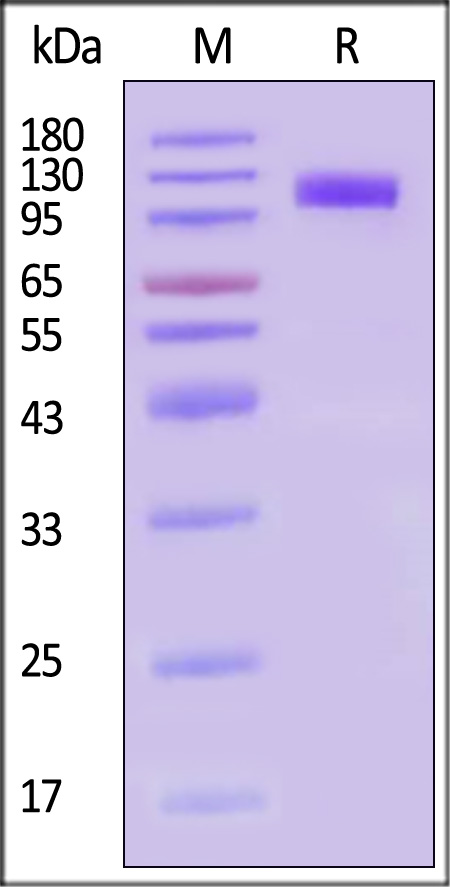 CD36 SDS-PAGE