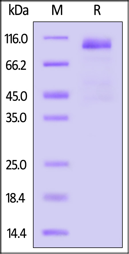 CD36 SDS-PAGE