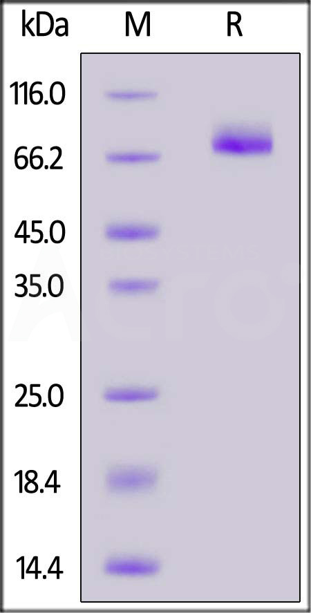 CD6-M52H3-sds