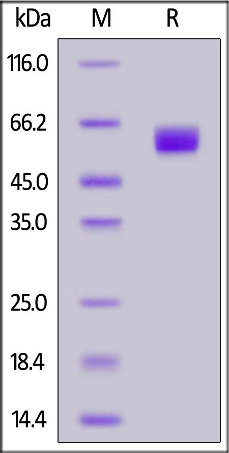 FITC-Labeled Human CD98, His Tag (Cat. No. CD8-HF248) SDS-PAGE gel