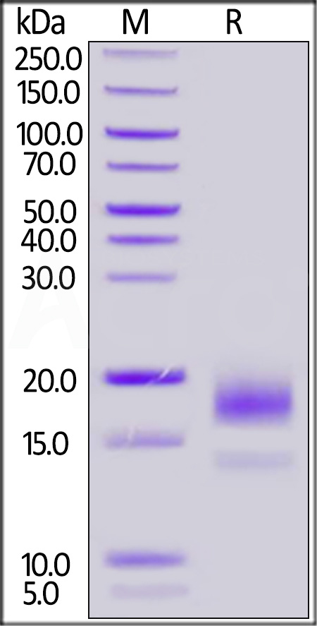 Biotinylated Human CD59, His,Avitag (Cat. No. CD9-H82E3) SDS-PAGE gel