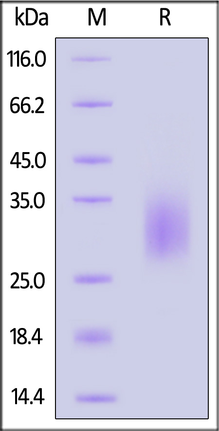 CDA-C52H3-sds