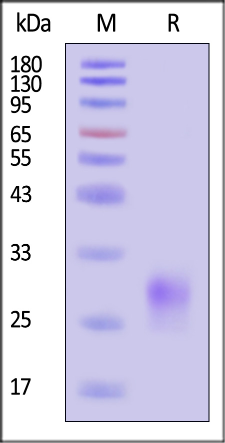 CD8 alpha SDS-PAGE