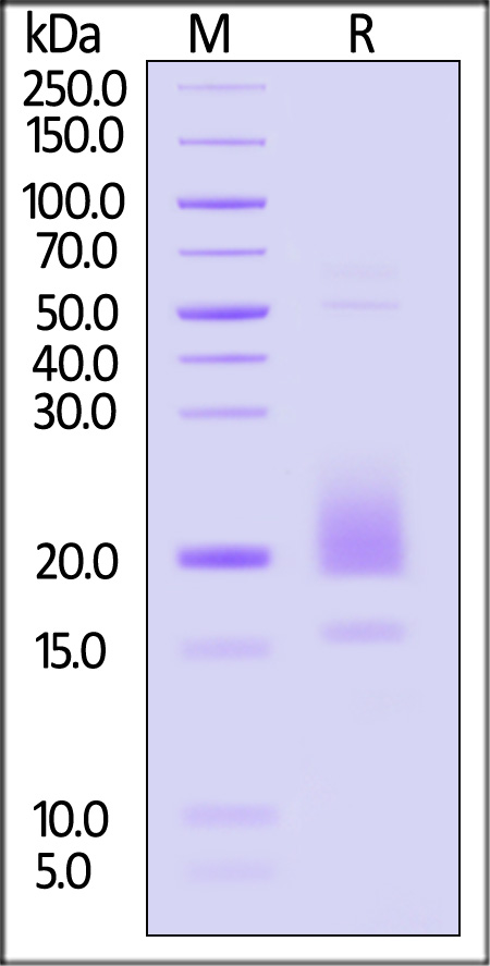 CDA-H52H5-sds