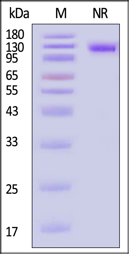 CD79A & CD79B SDS-PAGE