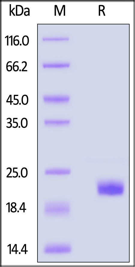 CDF-M52H3-sds