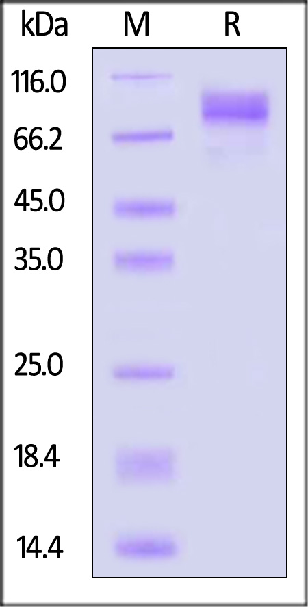 CD45RO SDS-PAGE