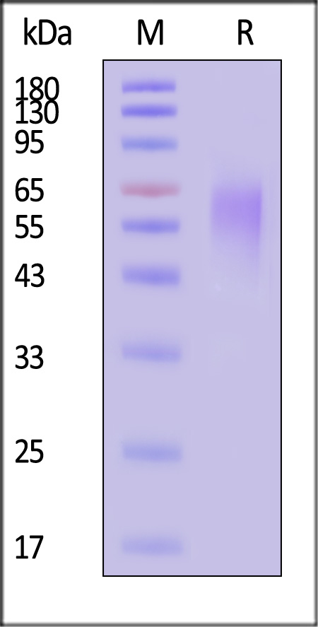 CEACAM-6 SDS-PAGE