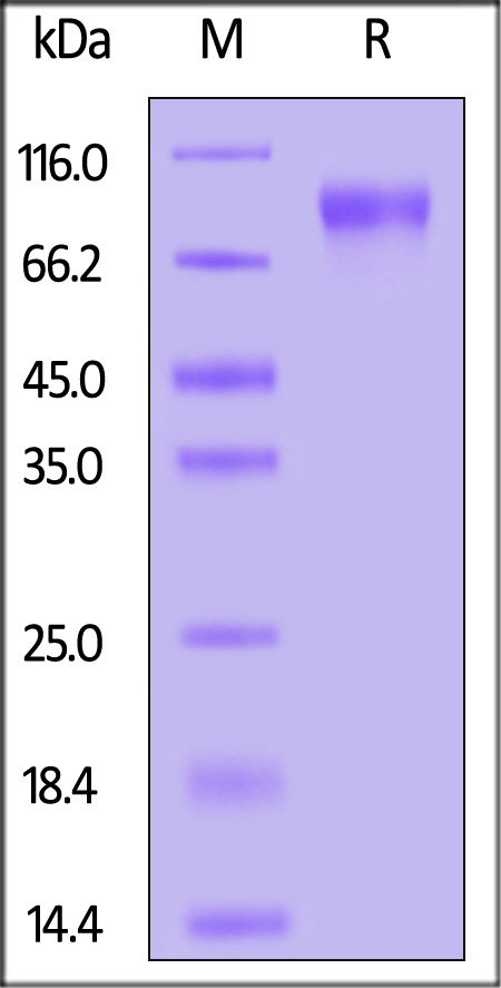 CE6-H5254-sds