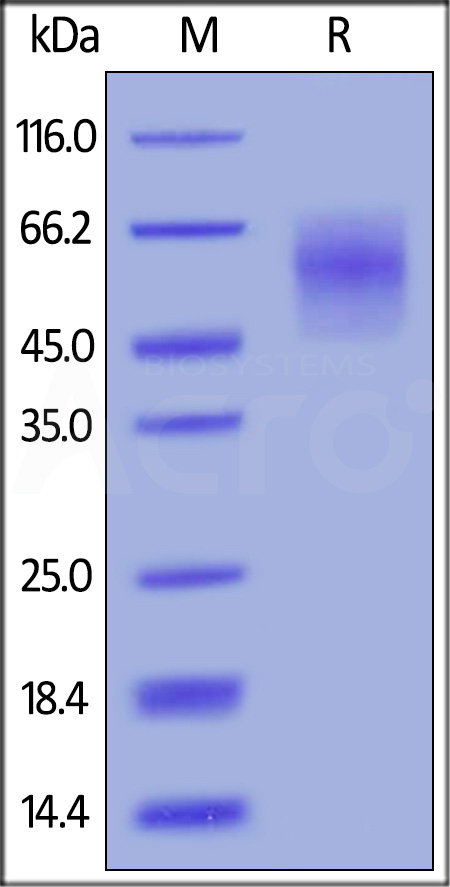 CEACAM-6 SDS-PAGE