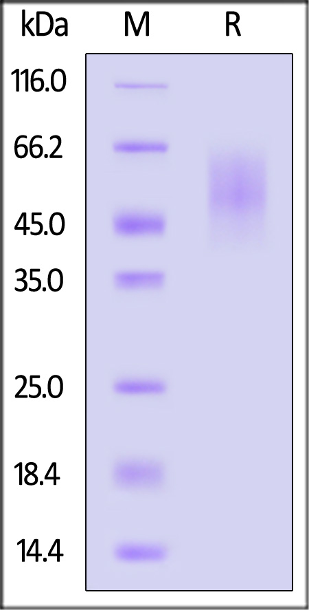 CEACAM-6 SDS-PAGE