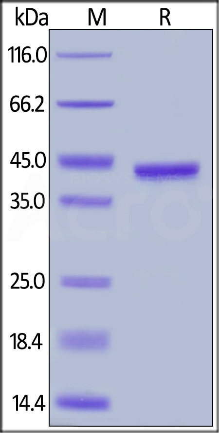 Chitinase 3-like 1 SDS-PAGE