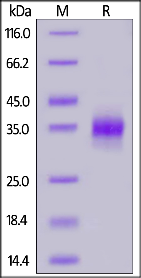 CL2-H5247-sds