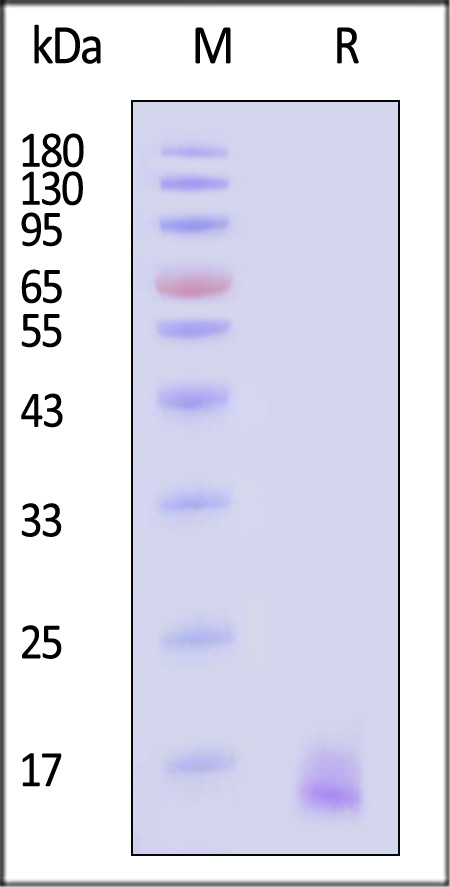 CLEC7A SDS-PAGE