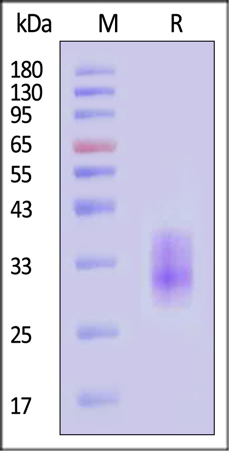 CLB-R5246-sds