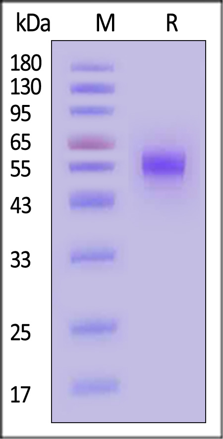 CLF-M5254-sds