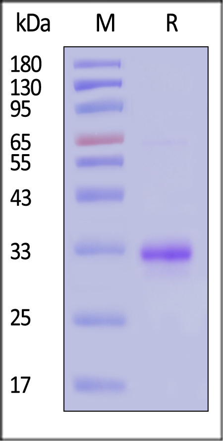 CO1-H5243-sds