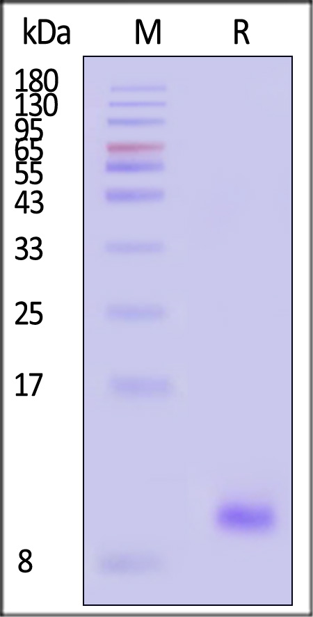 Complement C3a SDS-PAGE