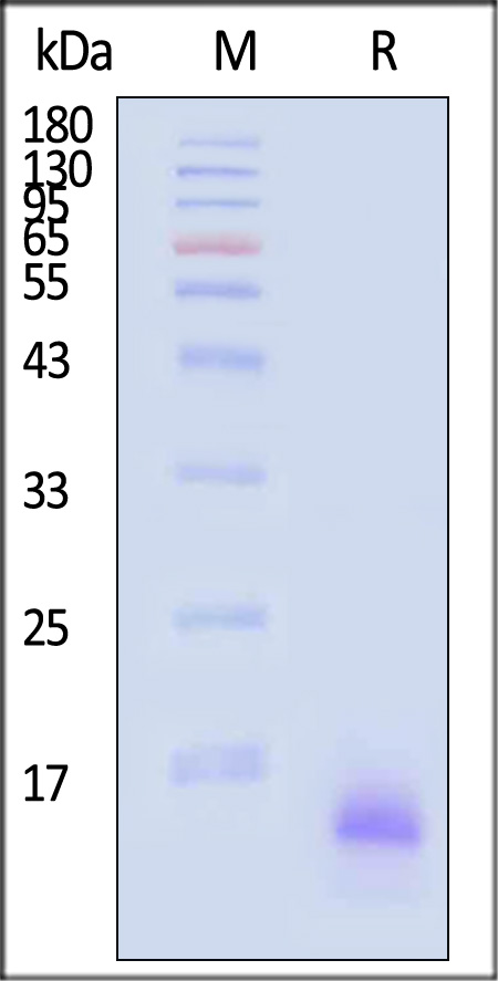 COA-H82Q3-sds