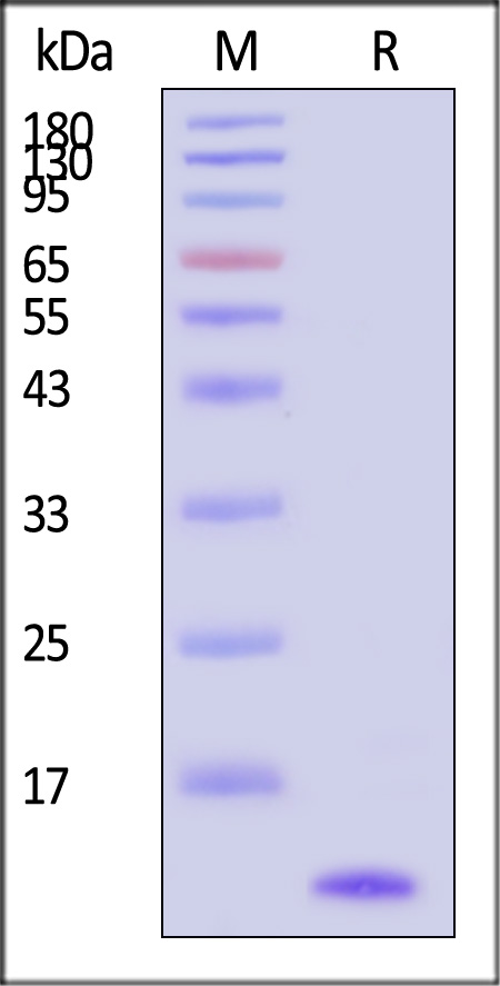 Complement C3a SDS-PAGE