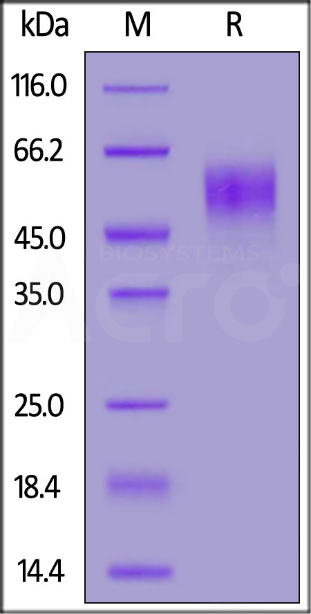 CR2-H52H6-sds