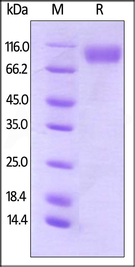 CR2-H82F4-sds