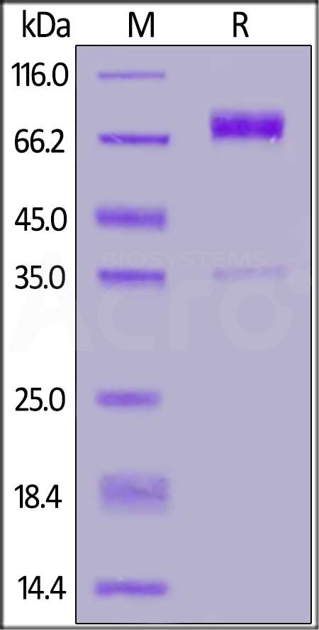 CRTAM SDS-PAGE