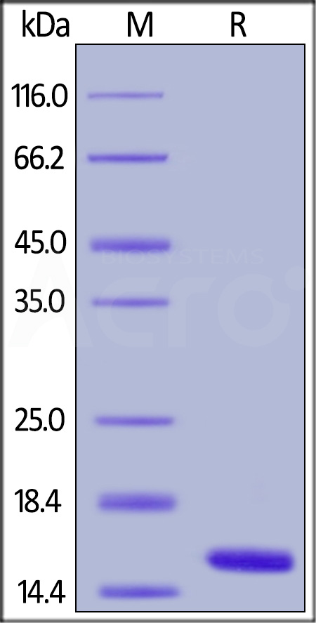 Cystatin SA SDS-PAGE