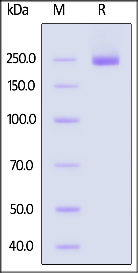 Human CSPG4, His Tag (Cat. No. CS4-H52H3) SDS-PAGE gel