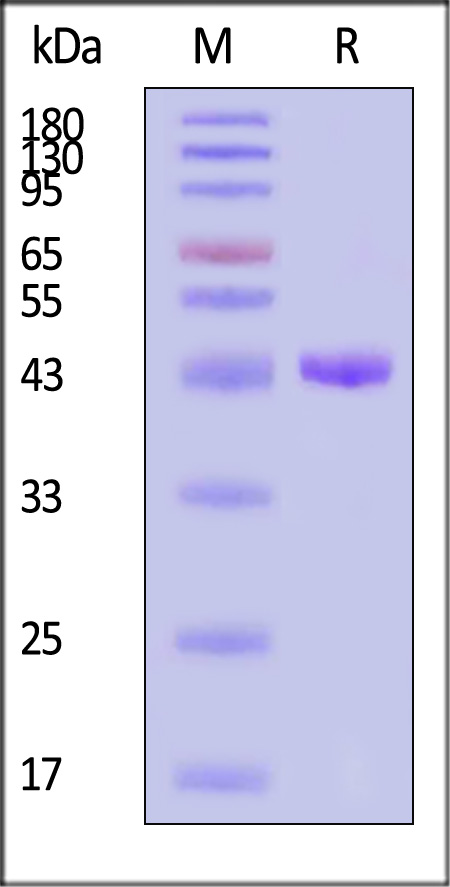 Cathepsin E SDS-PAGE