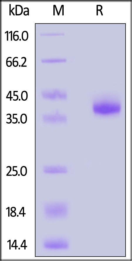 CXCL1 SDS-PAGE