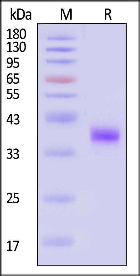 CXCL3 SDS-PAGE