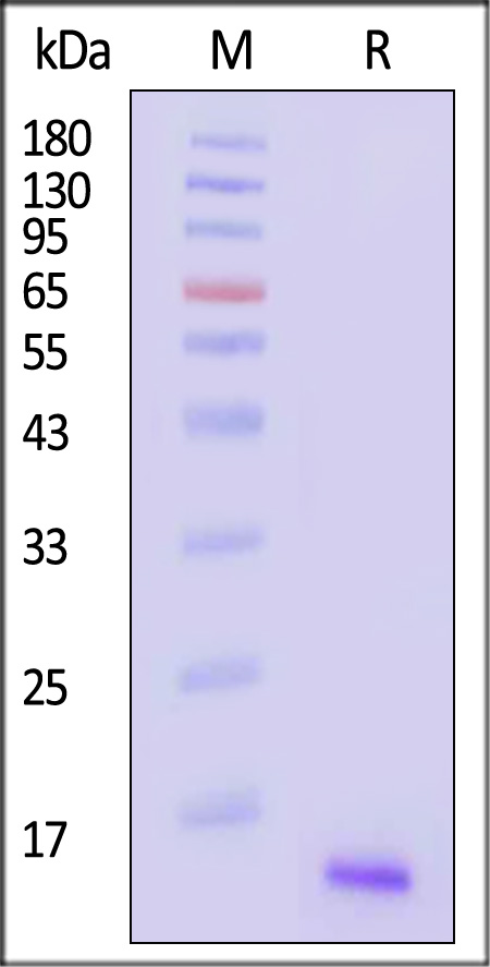 CXCL14 SDS-PAGE