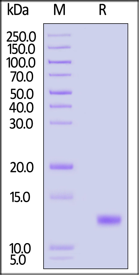 CXCL4 SDS-PAGE