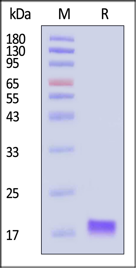 CXCL9 SDS-PAGE