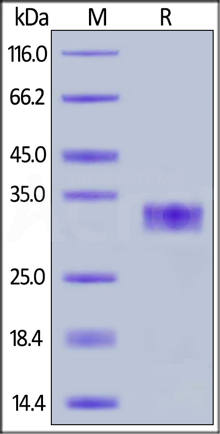 CXR-H5222-sds