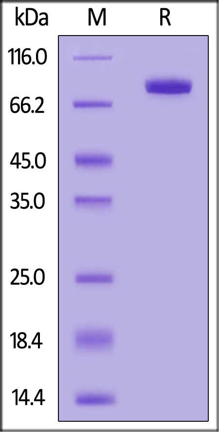 DD1-H5258-sds