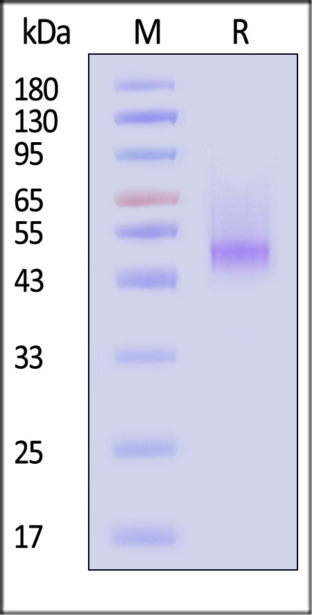 Decorin SDS-PAGE