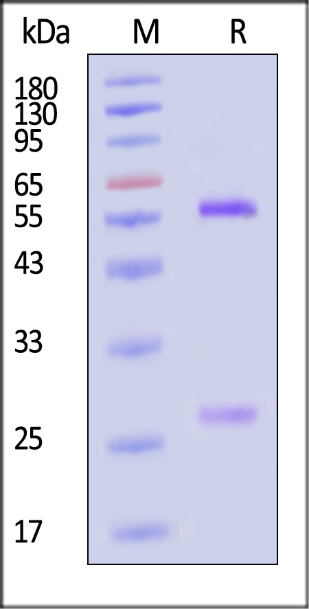 Non-structural protein 1/NS1 (DENV) SDS-PAGE