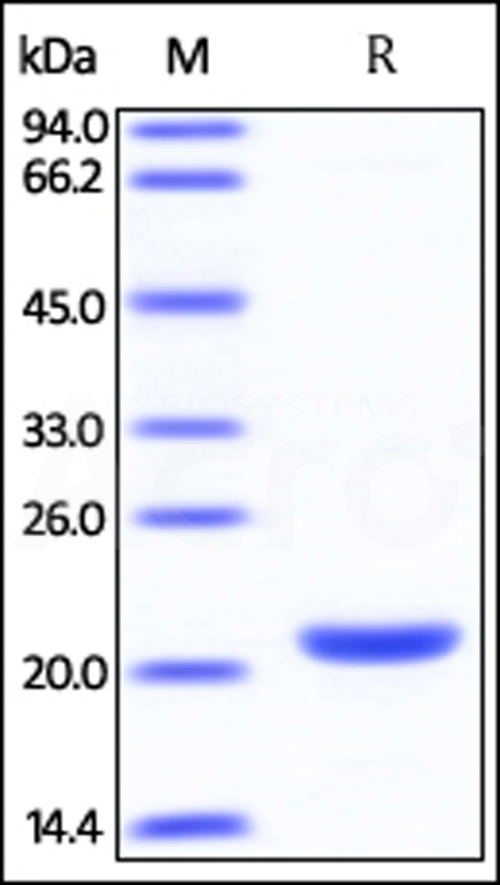 Human SMAC, His Tag (Cat. No. DIO-H5129) SDS-PAGE gel